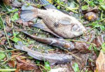 São Sebastião multa Sabesp em R$ 100 mil por contaminação no rio Maresias