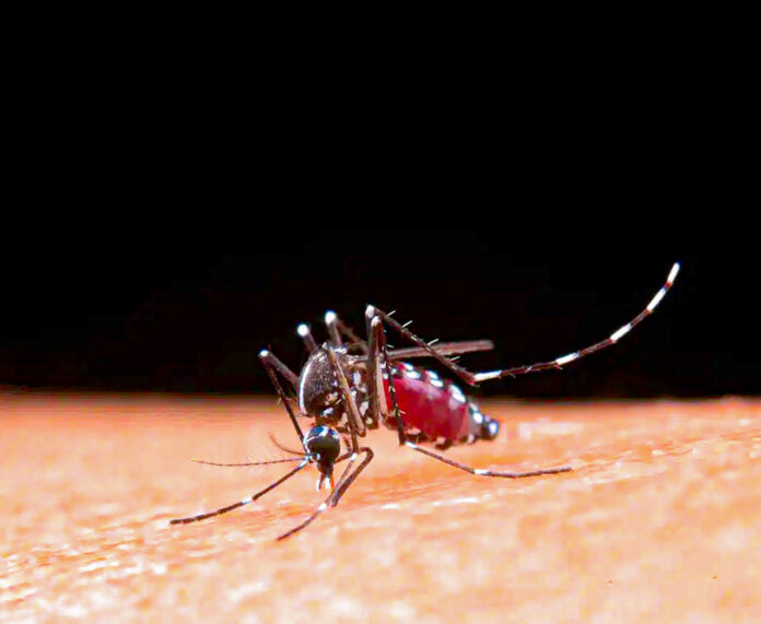 Mosquito Aedes aegypti, causador de doenças como a dengue