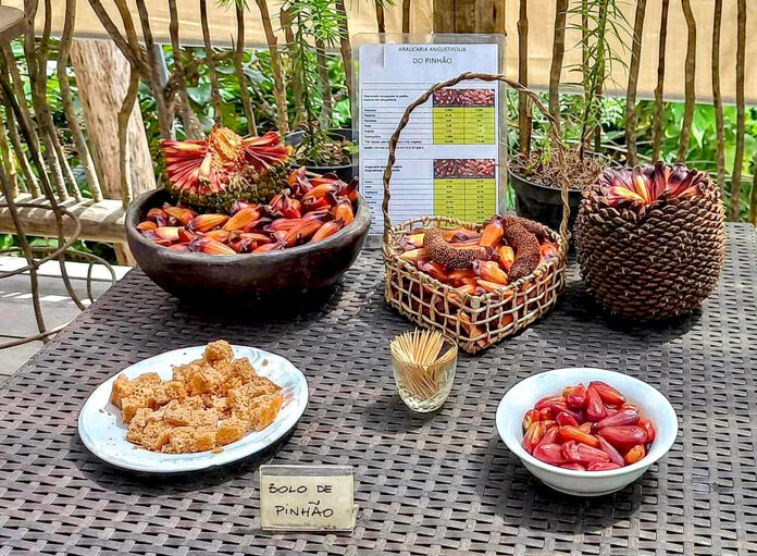 Pratos típicos do Festival do Pinhão de Cunha