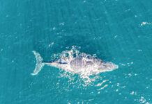 Avistamento de baleias coloca São Sebastião em destaque internacional no turismo sustentável