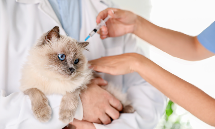 Gatos estão entre os focos de atendimento em mutirão realizado no próximo domingo no bairro do Itagaçaba