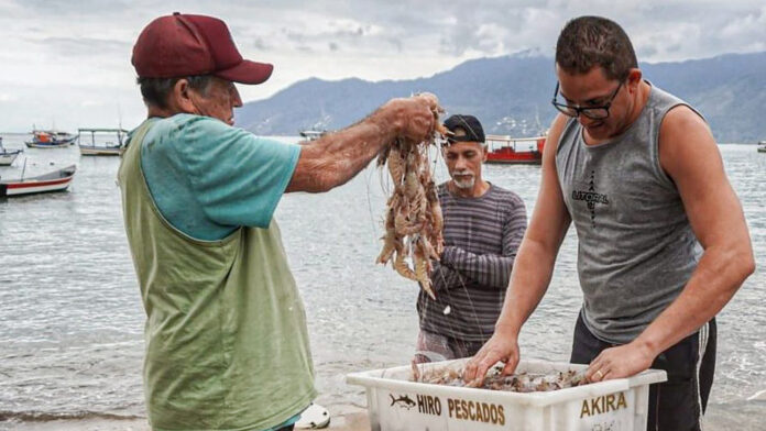 Três pescadores trabalham à beira do mar. À esquerda, um homem de boné segura uma rede cheia de camarões. No centro, outro homem observa e ajuda a retirar os frutos do mar. À direita, um terceiro homem coloca os camarões em uma caixa branca. Ao fundo, há barcos ancorados e montanhas sob um céu nublado.